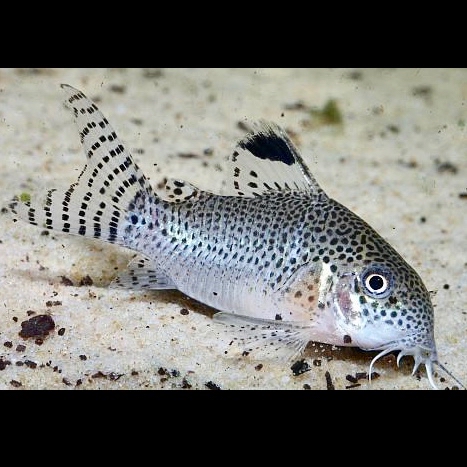 Corydoras punctatus   Pantsermeerval